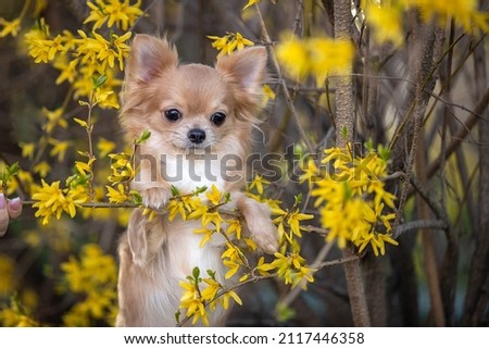 Portrait of a beautiful chihuahua in yellow flowers. High quality photo