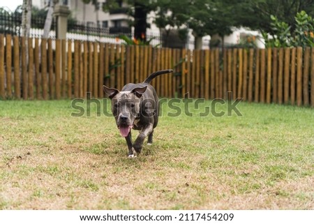Pit bull dog playing in the park. Green grass, dirt floor and wooden stakes all around. Selective focus.