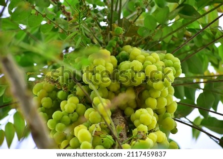 Plenty amla fruits in rainy season. Royalty-Free Stock Photo #2117459837