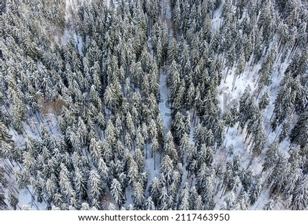 aerial view of a fir forest in winter