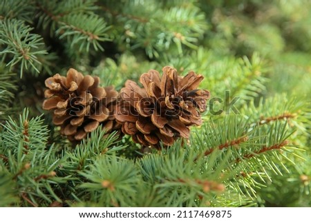 Coniferous tree branch with cones outdoors, closeup Royalty-Free Stock Photo #2117469875