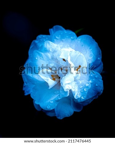 Blue flowers photographed in cool color temperature