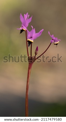 Pink shooting stars in nature in California, three pink wildflowers against smooth bokeh background, genus Dodecatheon