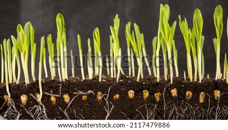 Shoots with young corn roots Royalty-Free Stock Photo #2117479886
