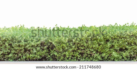 hedge or Green Leaves Wall isolated 