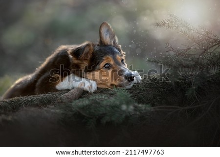 Portrait of a beautiful Border Collie in the sunset rays.A Border Collie puppy is lying on a log. High quality photo