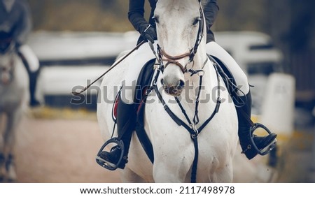 Equestrian sport. Portrait sports white stallion in the bridle. The leg of the rider in the stirrup, riding on a horse. Horse muzzle close up. Dressage of horses in the arena. Horseback riding Royalty-Free Stock Photo #2117498978
