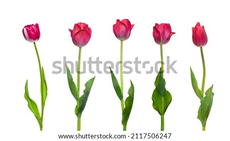 Set of tulip flowers isolated on white background. Beautiful red tulip flower on stem with leaves closeup. Natural design element to Women's Day, Valentines Day, mothers day, birthday