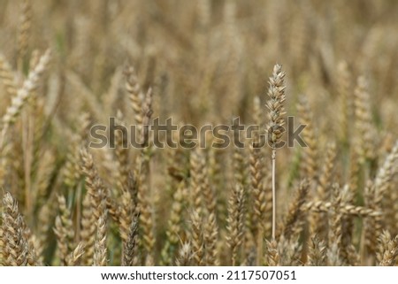 Common cereal prepared for mowing, Common wheat (Triticum aestivum L.).
 Royalty-Free Stock Photo #2117507051