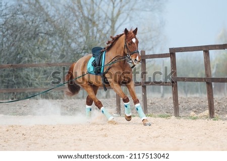 A red horse with a saddle and a bridle gallops. Horse training on lunge in the paddock. Royalty-Free Stock Photo #2117513042