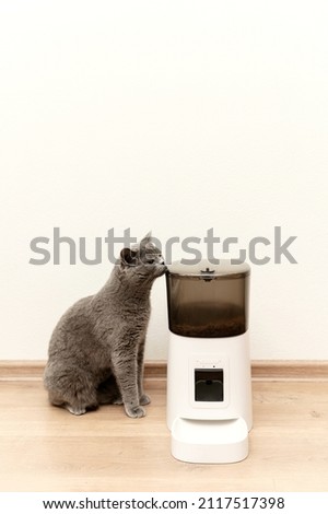smart cat feeder Scottish cat is waiting for food. pet feeder.