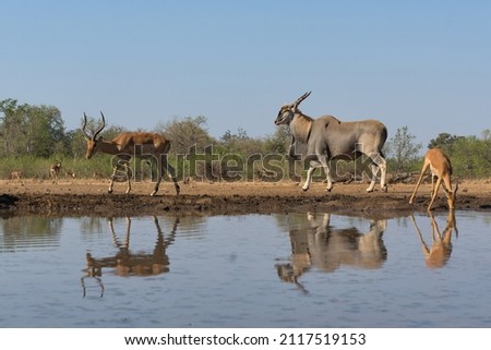Common eland antelope (Taurotragus oryx) bull comming for a drink at a waterhole in a Game Reserve in the Tuli Block in Botswana Royalty-Free Stock Photo #2117519153