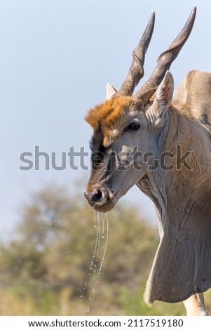 Common eland antelope (Taurotragus oryx) bull comming for a drink at a waterhole in a Game Reserve in the Tuli Block in Botswana Royalty-Free Stock Photo #2117519180