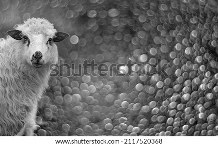 sheep portrait close up and light bokeh