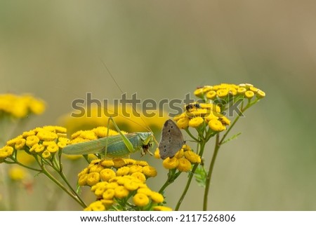 One plant (Tansy Tanacetum vulgare) on which sits a green grasshopper, a bee and a butterfly.

