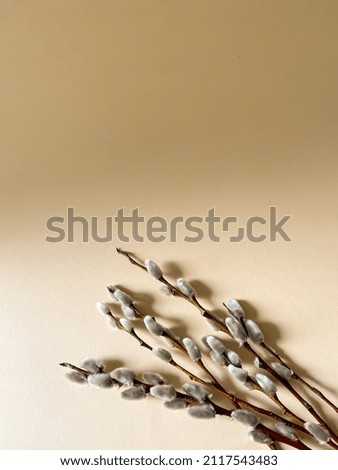 Willow on a beige background