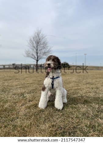 An adorable labradoodle in a field