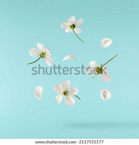 A beautiful image of sping white cherry flowers flying in the air on the turquoise background. Levitation conception. Hugh resolution image