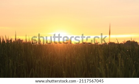 this is a picture of a sunrise plus a stretch of yellowed rice