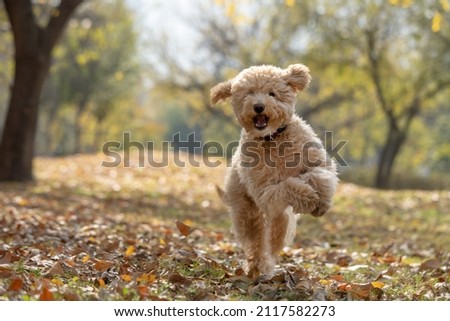 A happy mini golden doodle puppy playing in the park Royalty-Free Stock Photo #2117582273