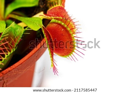 Isolate on a white background in a flower pot - flycatcher. Venus flytrap.