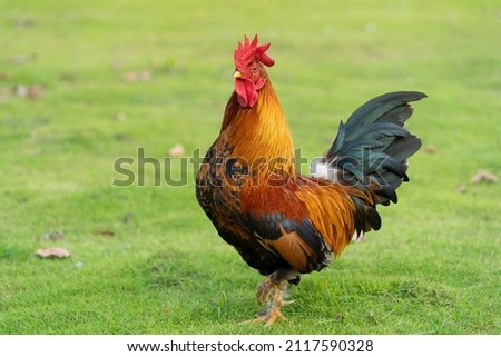 Rooster (Japanese bantam) on green background. Royalty-Free Stock Photo #2117590328