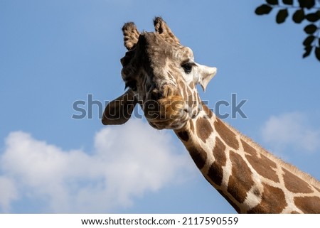 Giraffe poses with interest in front of the camera close-up against the background of the sky