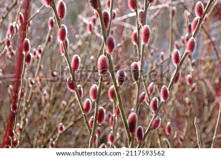 Salix gracilistyla 'Mount Aso' in flower Royalty-Free Stock Photo #2117593562