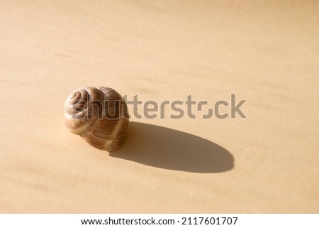 A beautiful shell on the sand on a beige background. Hard light and shadows. copyspace