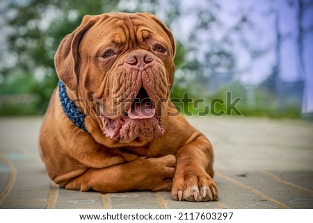 French Mastiff, Bordeaux Great Dane. Lying dog 8 months old. Beautiful representative of the breed. Royalty-Free Stock Photo #2117603297