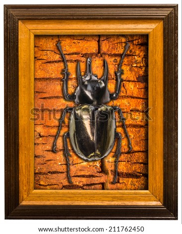 beetle wood border picture brown yellow color
