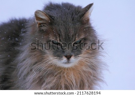 Fluffy brown cat with a serious look and snowflakes on his mustache during a winter walk.