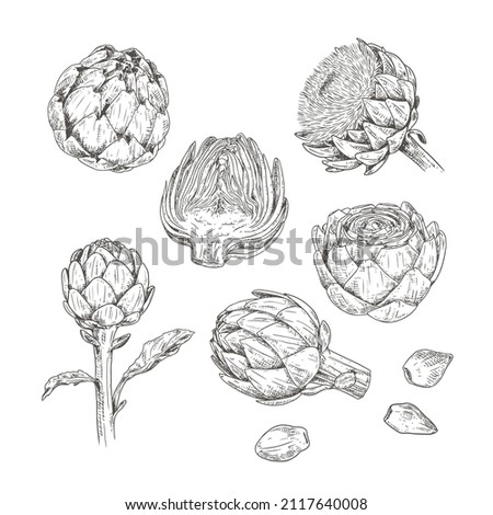 Hand drawn artichoke. Set sketches with whole artichoke, cut in half, plant and flower. Vector illustration isolated on white background. Royalty-Free Stock Photo #2117640008