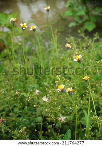 green grass leaves with light green wild flowers, grass flowers, on a lake bank  with water surface and beautiful green reflection as picture background