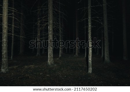 Mysterious forest at night. Pine forest with flashlight.Long exposure shot