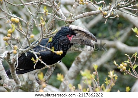 Black toucan sits in a tree with yellow fruits
