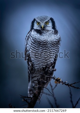 Northern Hawk Owl ( Surnia ulula ) Royalty-Free Stock Photo #2117667269