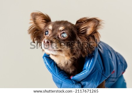 Small old purebred dog of toy terrier breed has problem with partly blind cataract eyes.  Royalty-Free Stock Photo #2117671265
