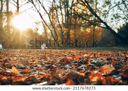 Autumn leaves lie on the grass, through the branches and leaves the rays of the sun break through. Autumn, a place to relax and play sports. Background. Soft selective selective focus.