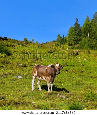 Beautiful mountain impressions with a curious cow, above „Wald im Pinzgau“, Austria.