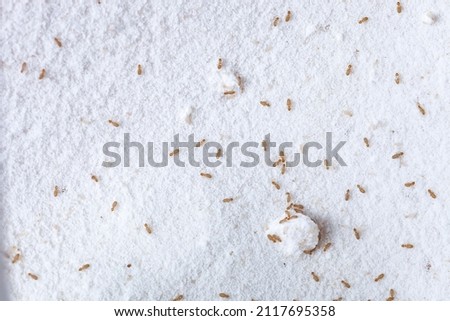 Booklice or barklice feeding in flour. Little Liposcelis bostrychophila in order Psocoptera. Small brown Trogium pulsatorium, common booklouse on domestic kitchen. Food pest macro life top view