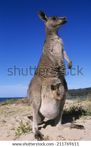 Kangaroo with joey in pouch on beach