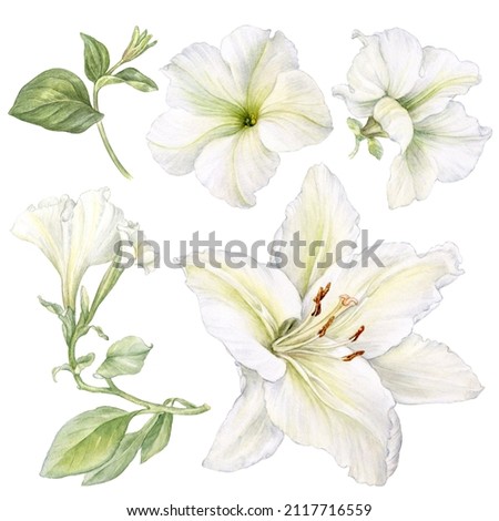 Watercolor illustration flower set in white background. Clipart. Hand painted. Good for sticker, banner, blog decor, greetings card, party invitation and wedding invitations. Lily and petunia flowers.