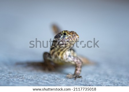 A selective focus shot of a curlytail lizard that is indigenous to the Cayman Islands. This little fella was snapped while scurrying towards the camera Royalty-Free Stock Photo #2117735018