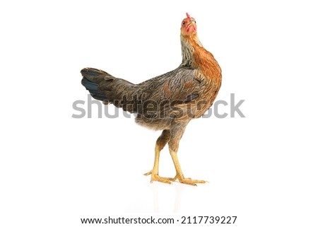 bantam hen walking isolated on white, studio shot,chicken. Royalty-Free Stock Photo #2117739227