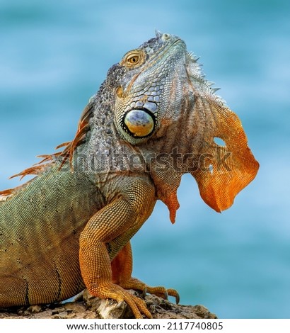 A green iguana shows off a tattered beard with an ocean backdrop