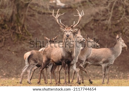 The Red deer (Cervus elaphus) is a very large deer species, characterized by their long legs and reddish-brown coat. Red deer males (stags) fight each other over groups of hinds (female deer) Royalty-Free Stock Photo #2117744654
