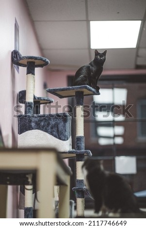 A cute black cat with bright green eyes on a cat tower