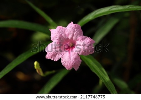 Pink color ruellia flower and bud with dark background 