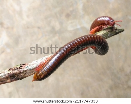 Millipedes, luing, wuling are arthropods that have two pairs of legs per segment.  Millipedes are an order of members of invertebrates belonging to the phylum Arthropoda, class Myriapoda. Royalty-Free Stock Photo #2117747333
